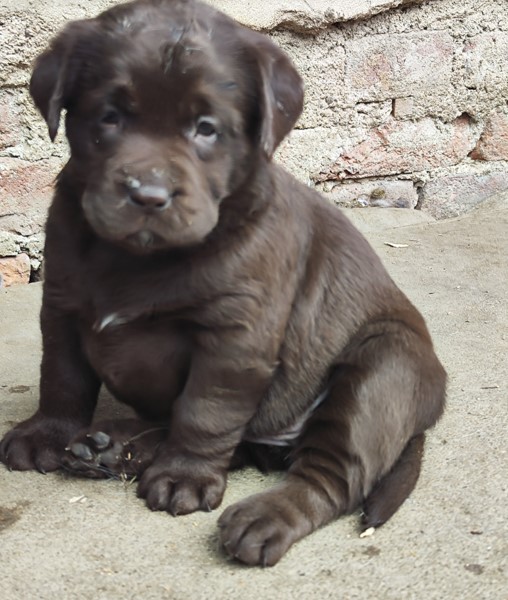 Nabídka štěňat labradorského retrievera – fotografie 3