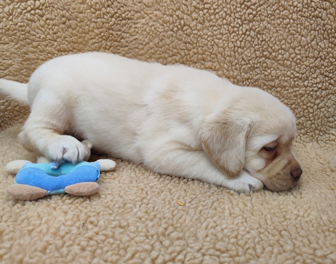 Nabídka štěňat labradorského retrievera – fotografie 4