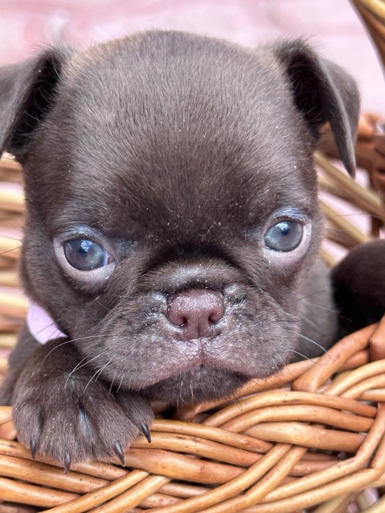 Chocolate Petit brabancon ( smooth Griffon) – fotografie 2