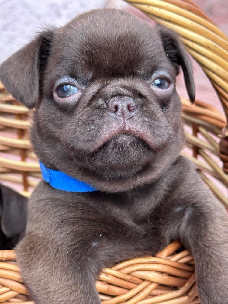 Chocolate Petit brabancon ( smooth Griffon) – fotografie 3