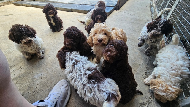 Štěňata Lagotto Romagnolo – fotografie 1