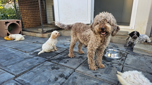 Štěňata Lagotto Romagnolo – fotografie 10