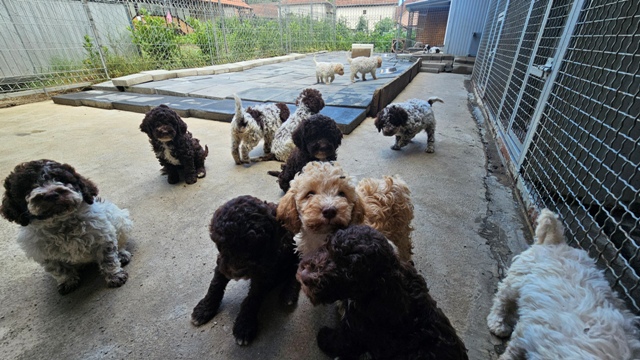 Štěňata Lagotto Romagnolo – fotografie 2