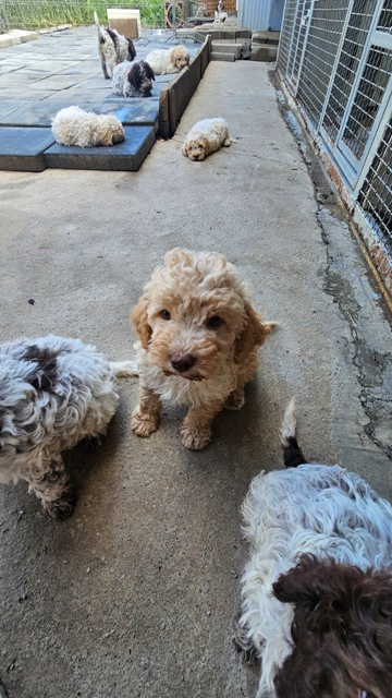 Štěňata Lagotto Romagnolo – fotografie 4