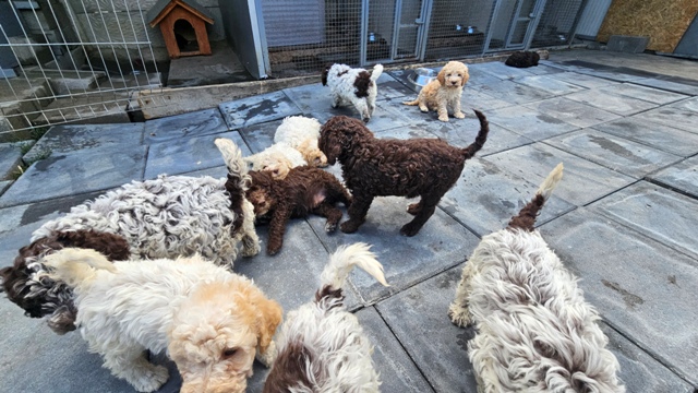 Štěňata Lagotto Romagnolo – fotografie 6