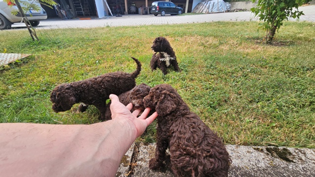 Štěňata Lagotto Romagnolo – fotografie 8