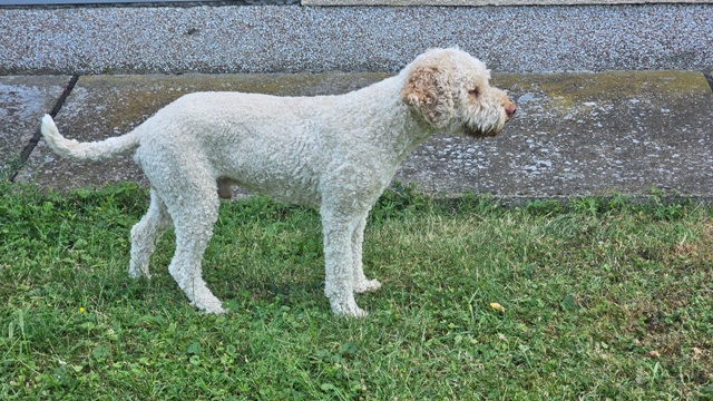 Štěňata Lagotto Romagnolo – fotografie 9