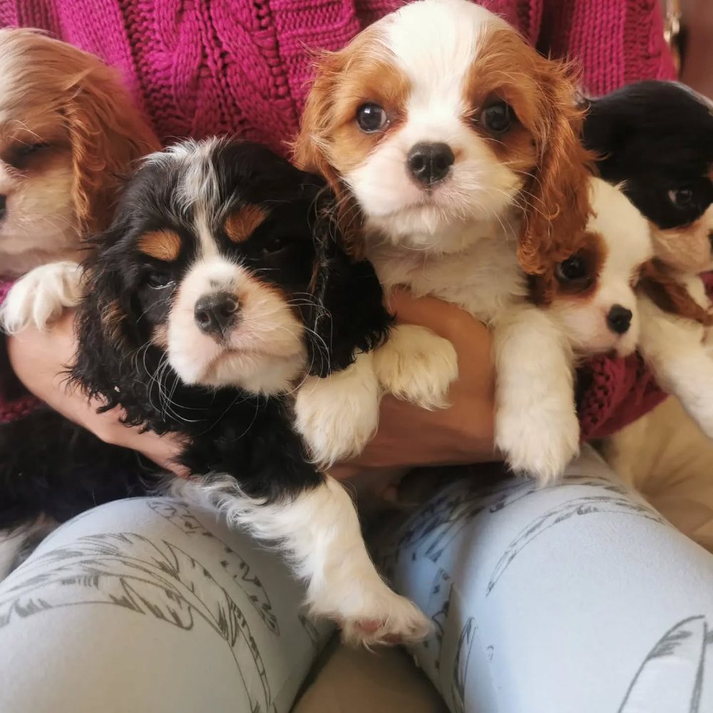 Cavalier King Charles španěl s průkazem původu – fotografie 1