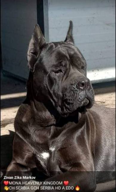 Štěňata Cane Corso obou pohlaví – fotografie 10