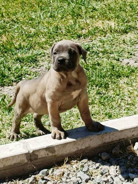 Štěňata Cane Corso obou pohlaví – fotografie 3