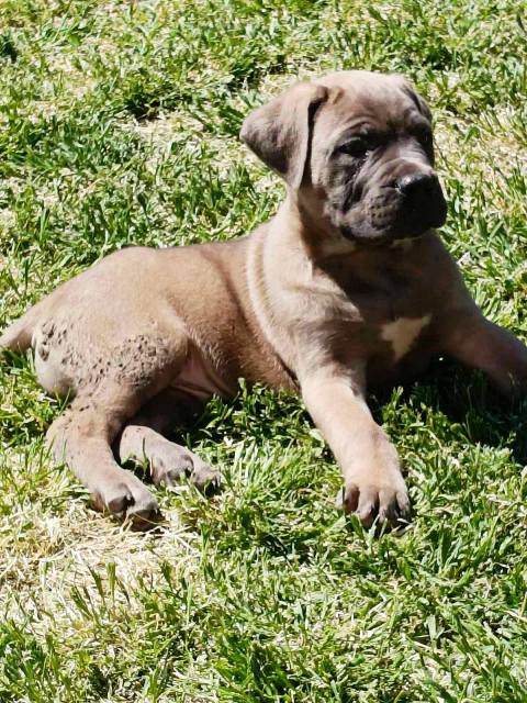 Štěňata Cane Corso obou pohlaví – fotografie 4