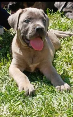 Štěňata Cane Corso obou pohlaví