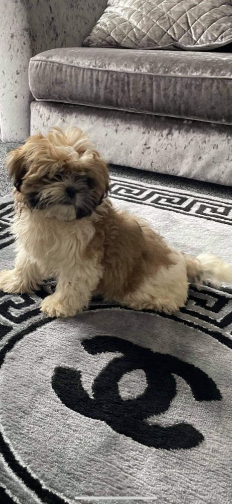 Roztomilá štěňata shih-tzu – fotografie 1