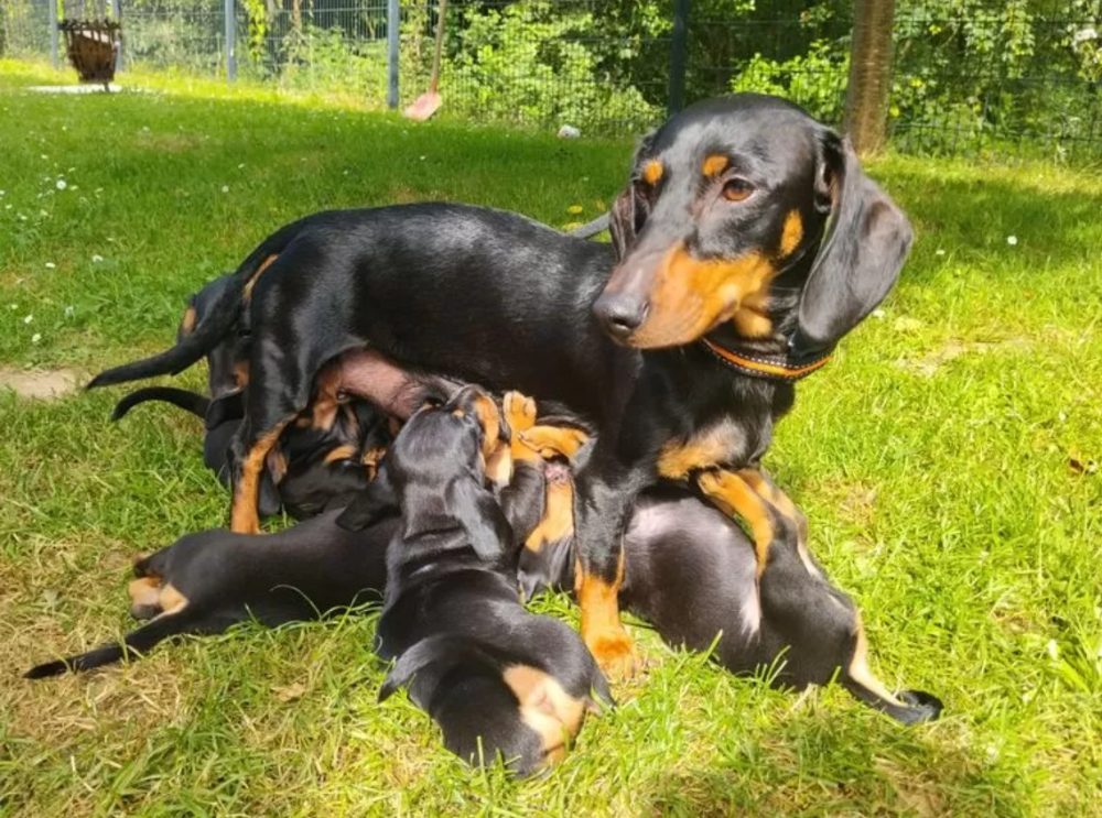 Štěňátka – čistokrevní hladkosrstého jezevčíka – fotografie 3