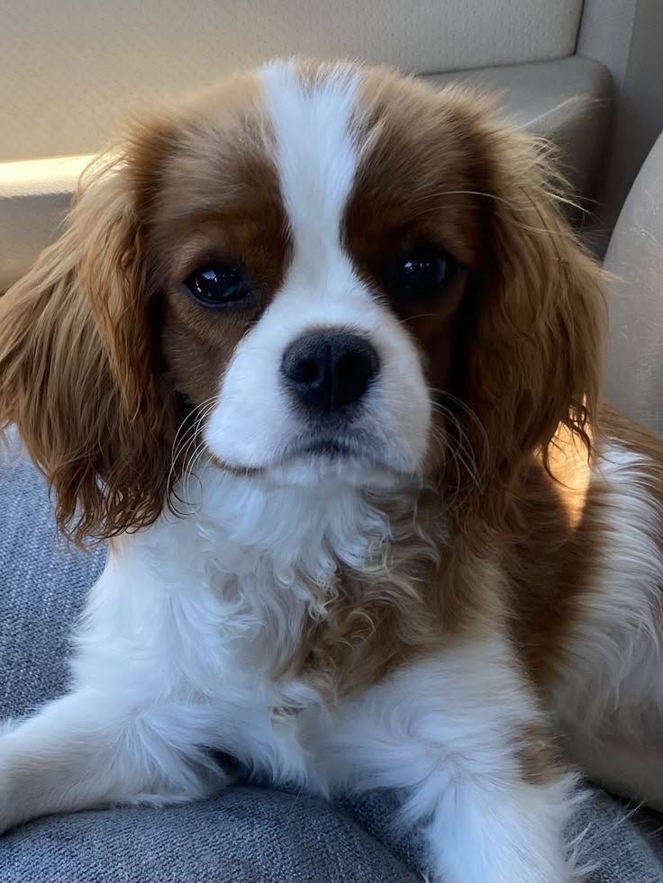Cavalier King Charles španěl štěňátka – fotografie 2
