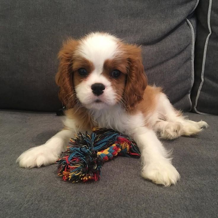 Cavalier King Charles španěl štěňátka – fotografie 5