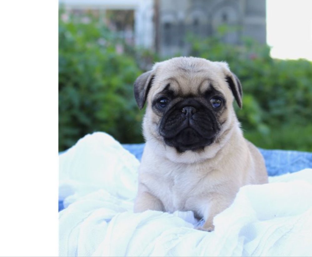 Mops štěňata s průkazem původu – fotografie 3