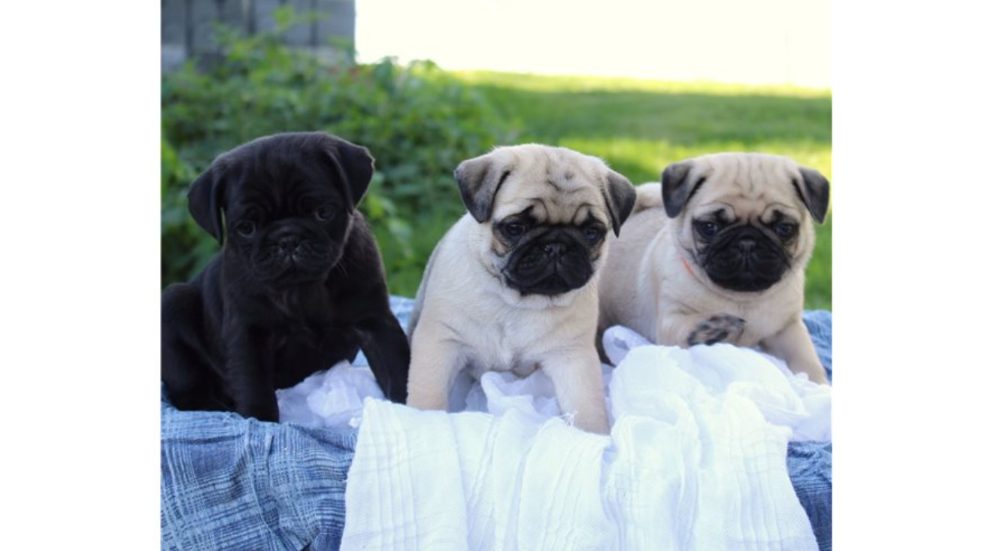 Mops štěňata s průkazem původu – fotografie 4