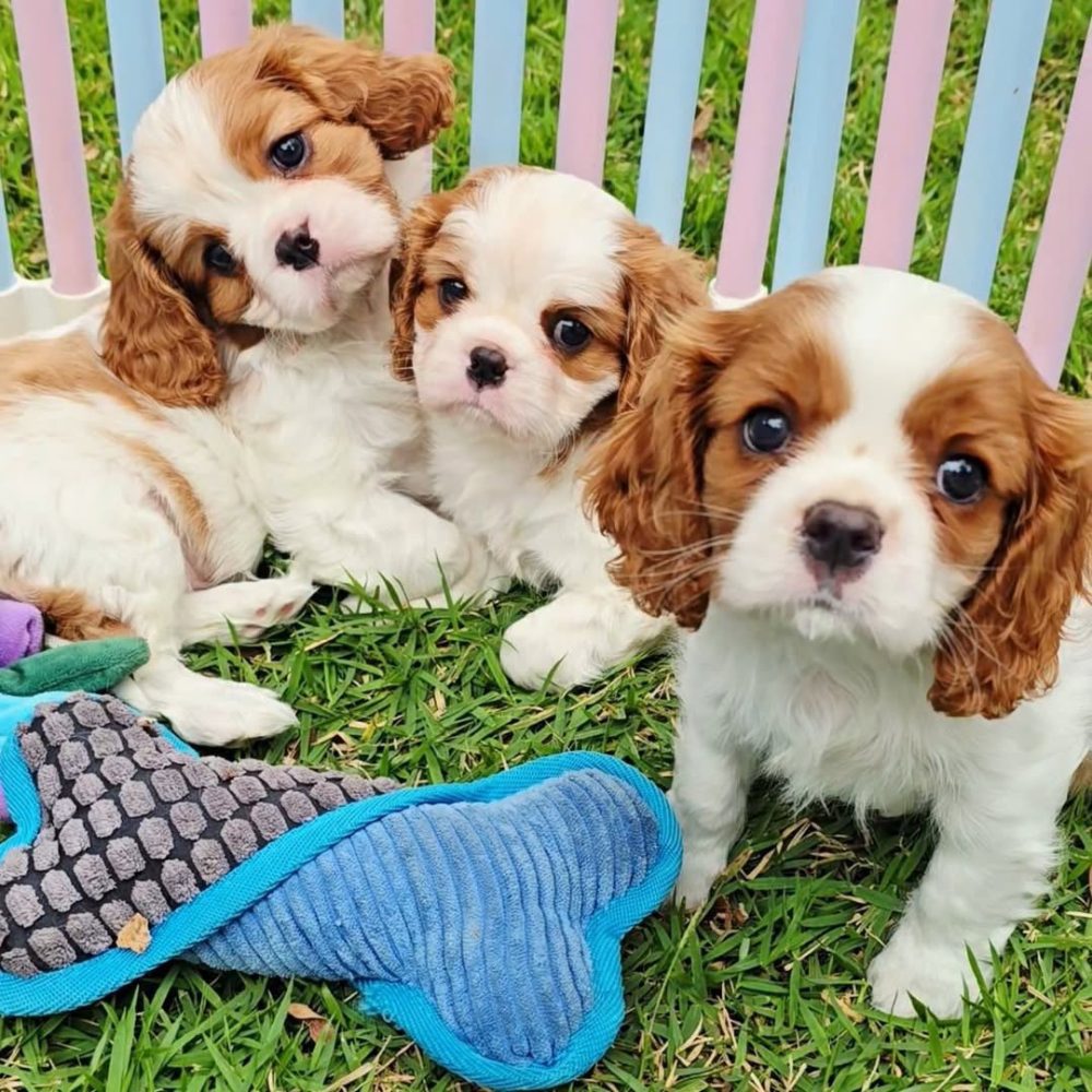 Cavalier King Charles Spaniel – fotografie 1