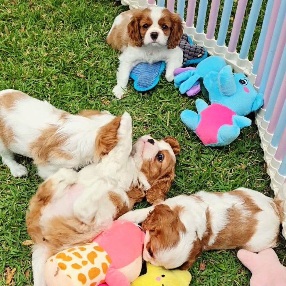 Cavalier King Charles Spaniel – fotografie 3
