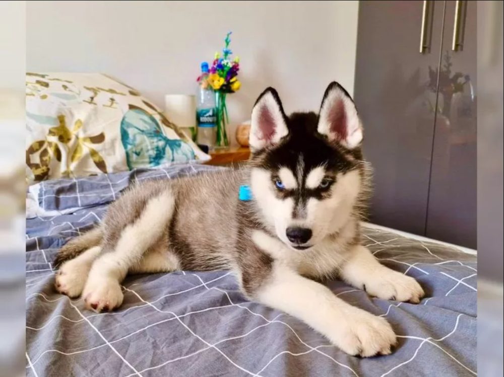 Sibiřský husky s PP – fotografie 4