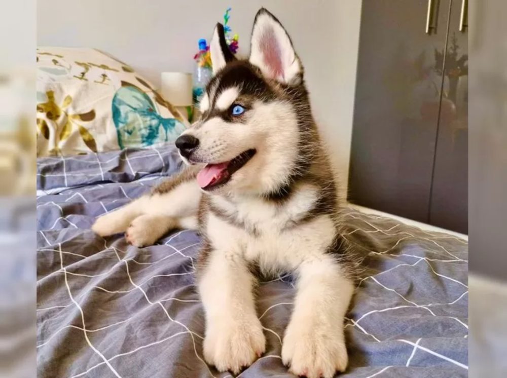 Sibiřský husky s PP – fotografie 5