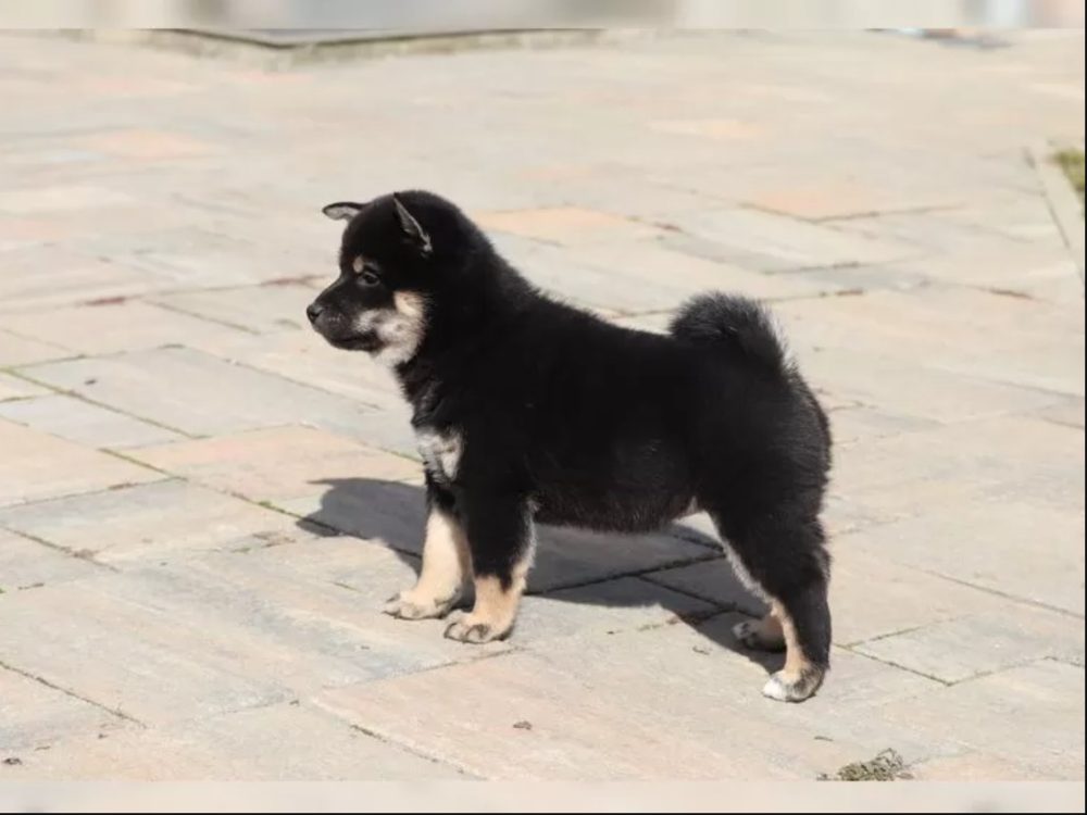 Prodám Shiba inu – fotografie 3