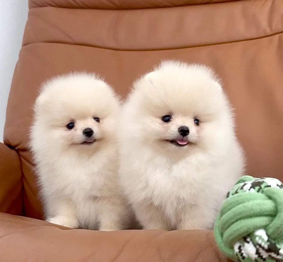 Čistokrevný pomeranian (trpasličí špic) – fotografie 1