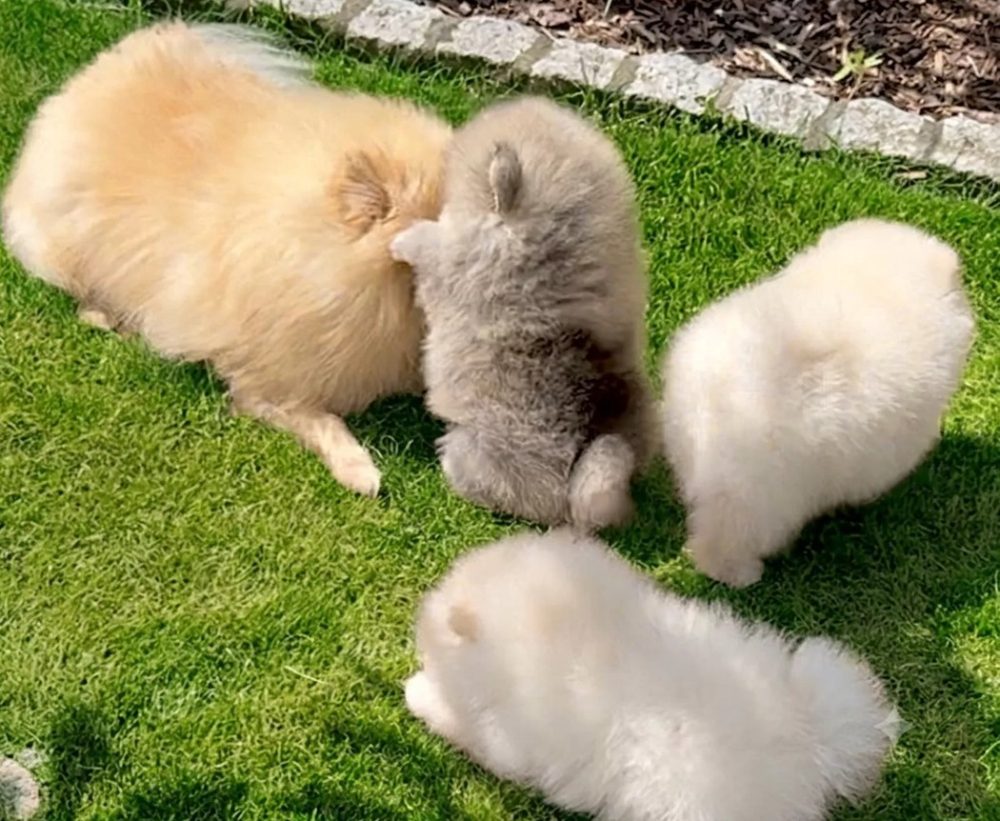 Čistokrevný pomeranian (trpasličí špic) – fotografie 4