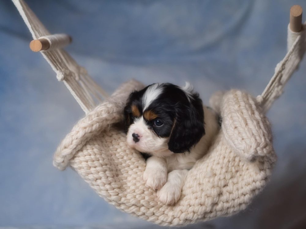 Kavalír King Charles španěl – fotografie 2