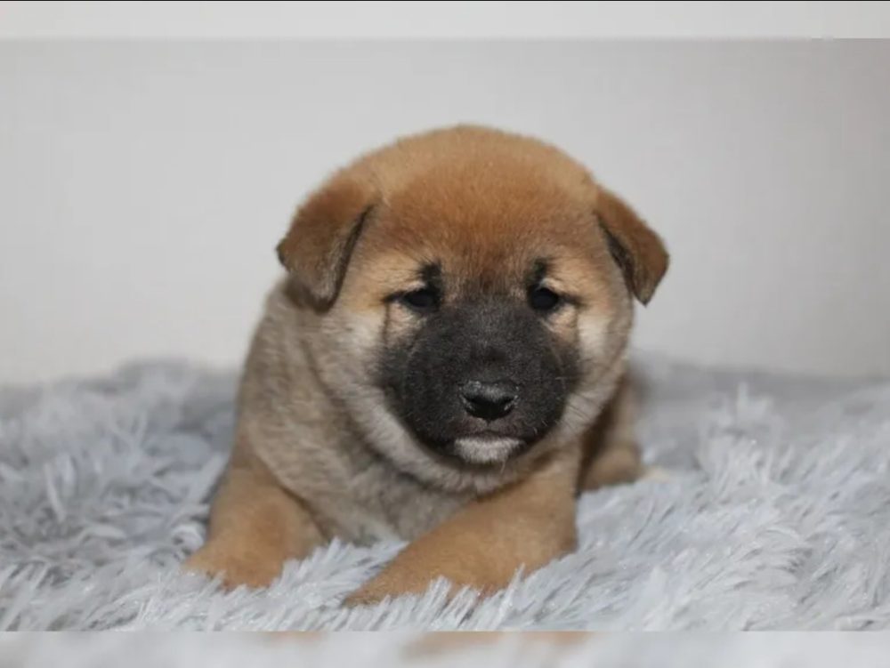 Shiba Inu štěňátka s PP (FCI) – fotografie 4