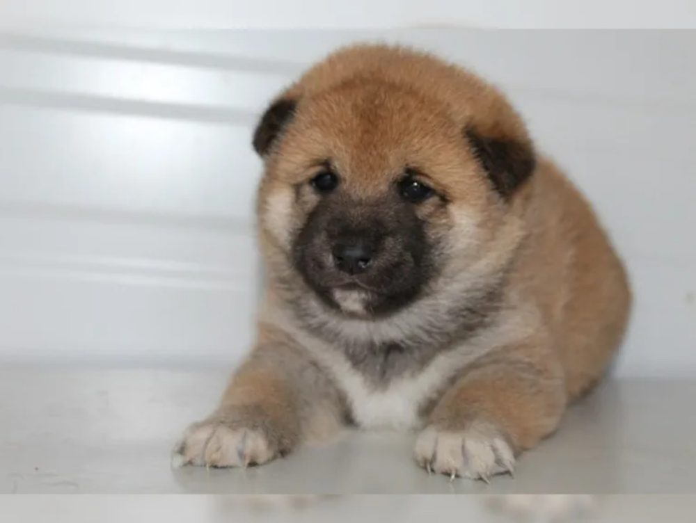 Shiba Inu štěňátka s PP (FCI) – fotografie 5