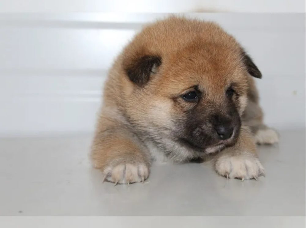 Shiba Inu štěňátka s PP (FCI) – fotografie 6