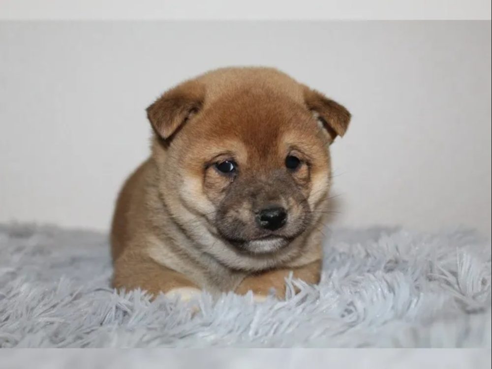 Shiba Inu štěňátka s PP (FCI) – fotografie 7