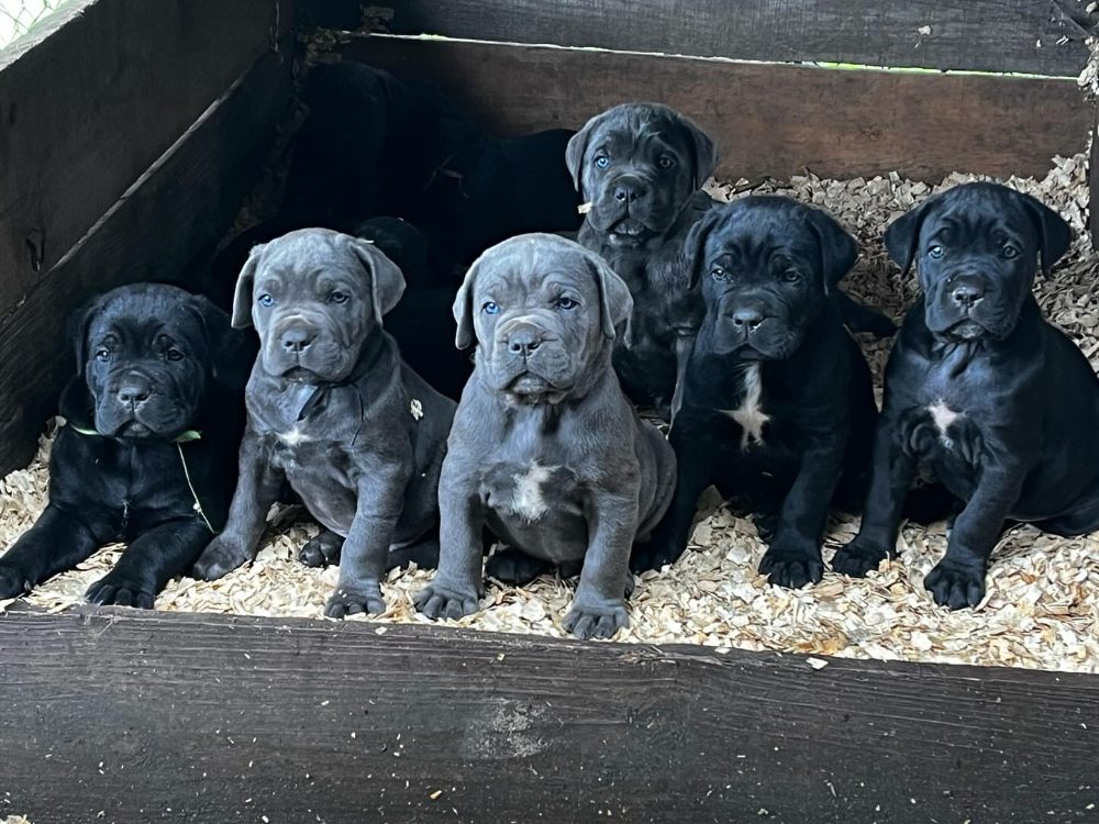 Rozkošná štěňátka Cane Corso k adopci – fotografie 2