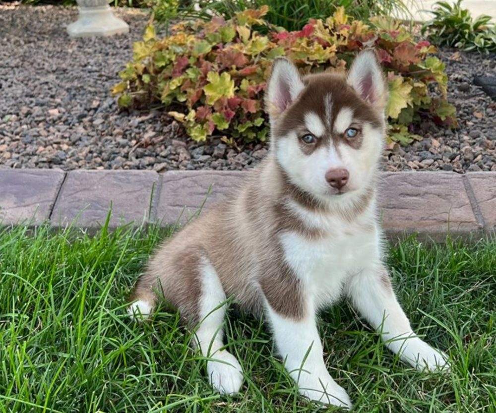 Sibiřský husky s PP – štěňata po pracovně vedených rodičích – fotografie 1