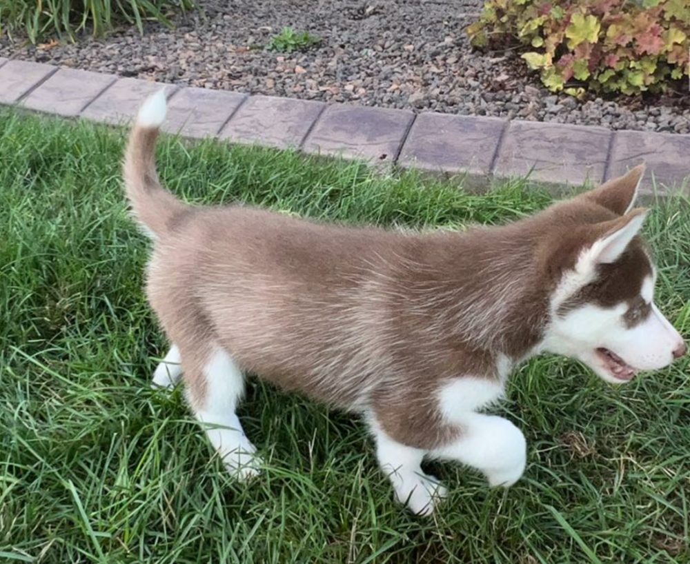 Sibiřský husky s PP – štěňata po pracovně vedených rodičích – fotografie 3