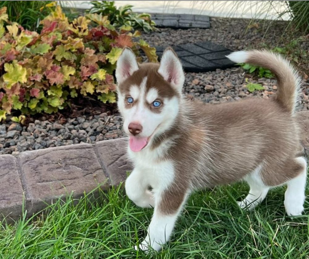 Sibiřský husky s PP – štěňata po pracovně vedených rodičích – fotografie 4