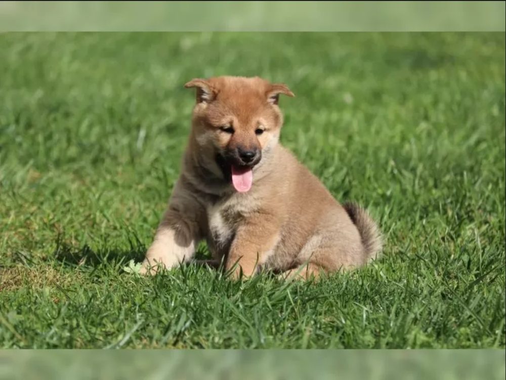 Shiba Inu Štěňata – fotografie 1
