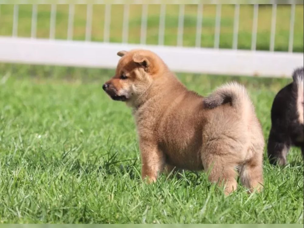 Shiba Inu Štěňata – fotografie 2