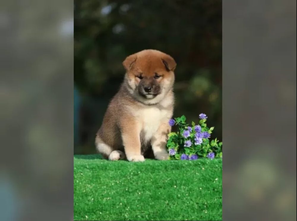 Shiba Inu Štěňata – fotografie 5