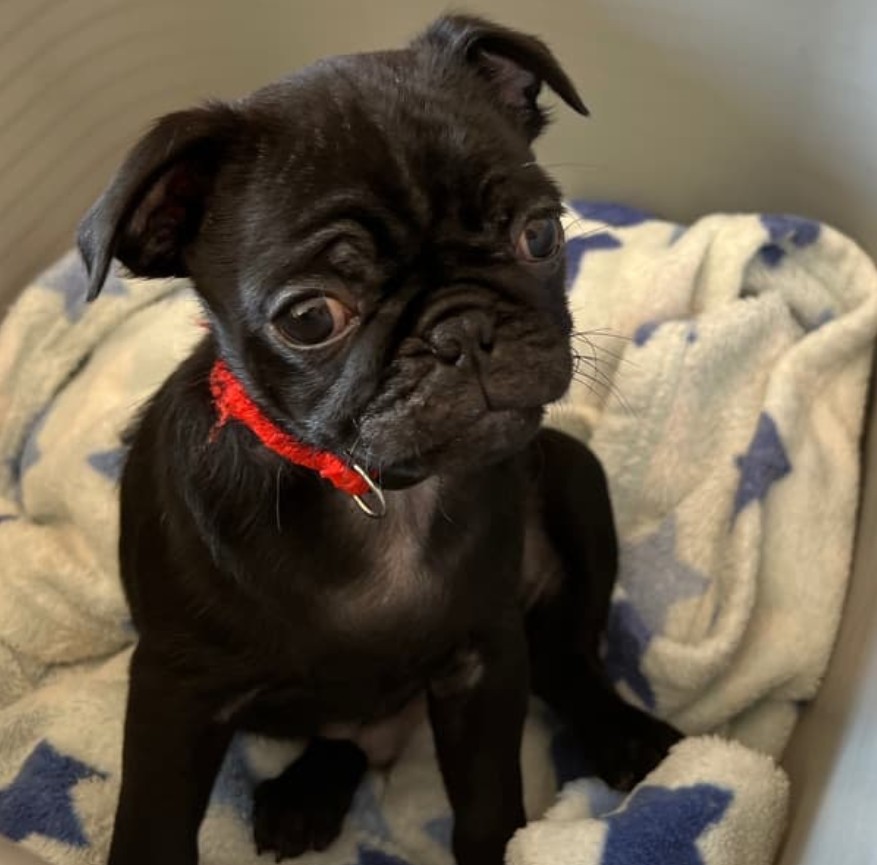 Mops štěňátka – fotografie 3