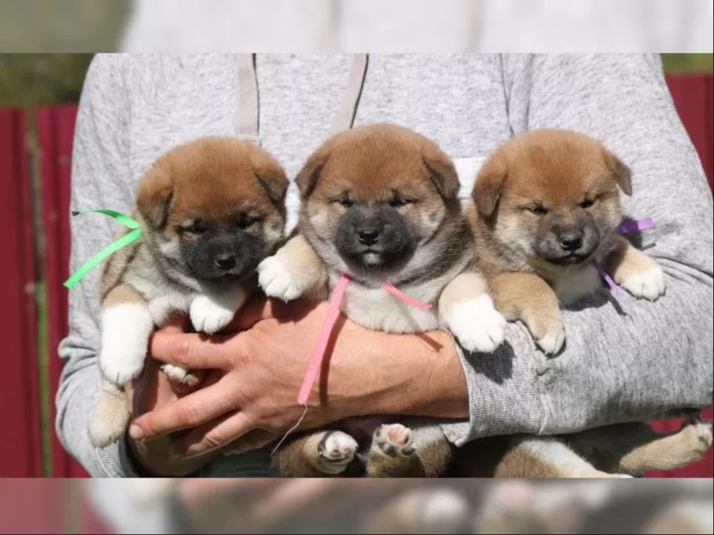 štěňata shiba inu – fotografie 1