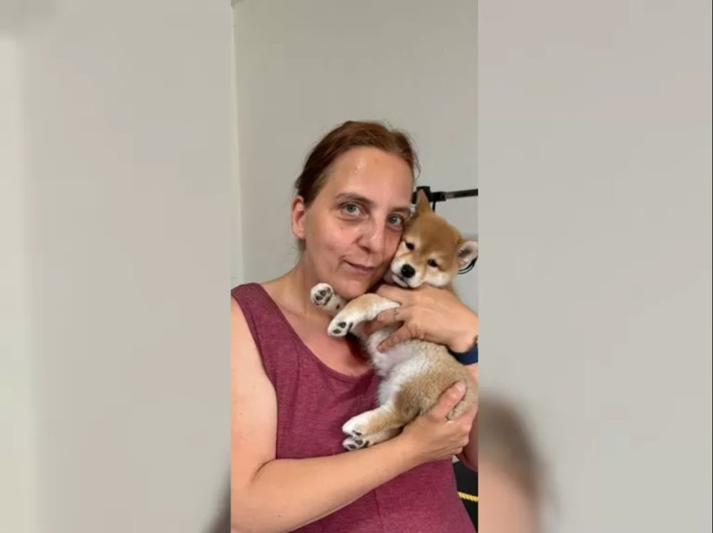K dispozici krásné štěně Shiba inu – fotografie 1