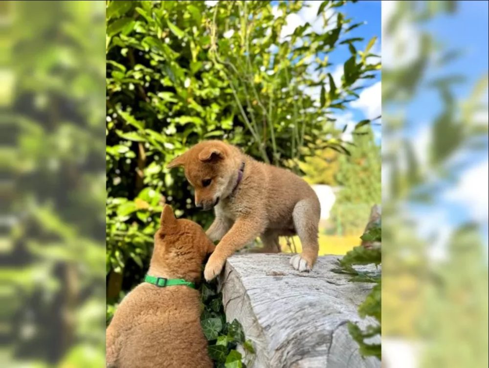 K dispozici krásné štěně Shiba inu – fotografie 3